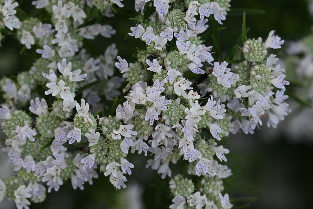 2025-07179642 Tower Hill Botanic Garden, MA.JPG - Mountain Mint. New England Botanic Garden at Tower Hill, MA, 7-17-2025